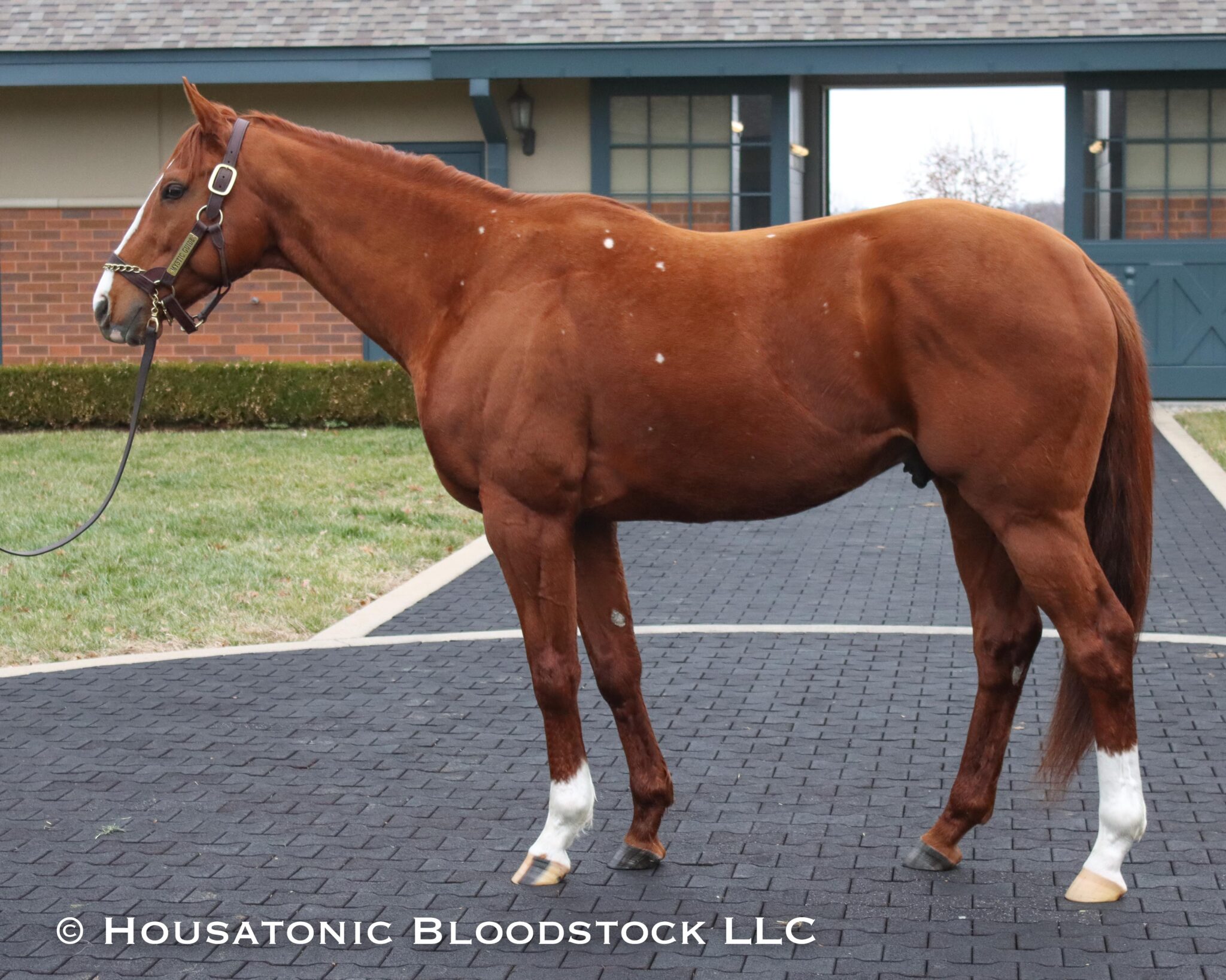 2023 Housatonic Matings Faze the Nation Housatonic